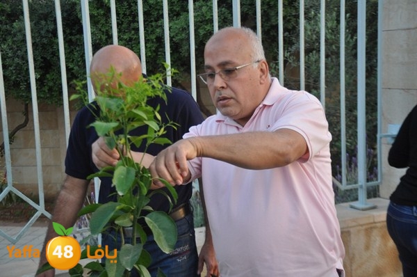 trees yaffa jamhairea (36).JPG